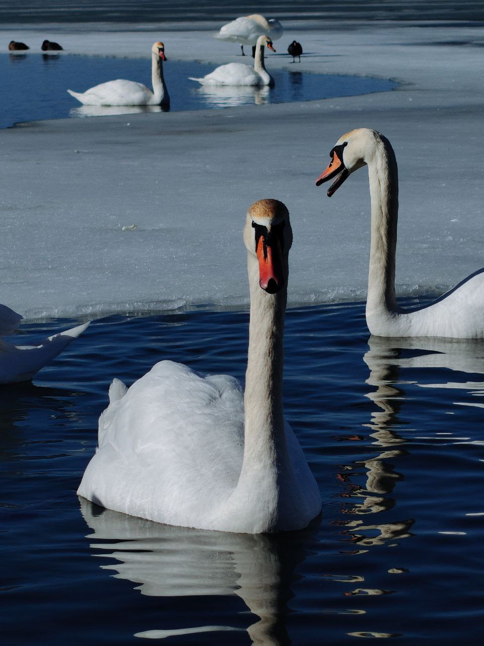 У лебедей своя весна на Дубоссарском водохранилище У лебедей своя весна на Дубоссарском водохранилище