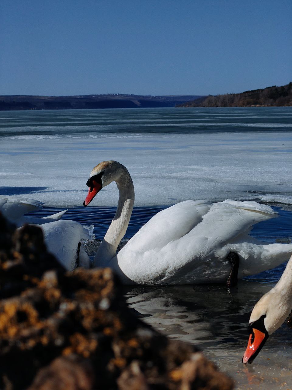 У лебедей своя весна на Дубоссарском водохранилище У лебедей своя весна на Дубоссарском водохранилище