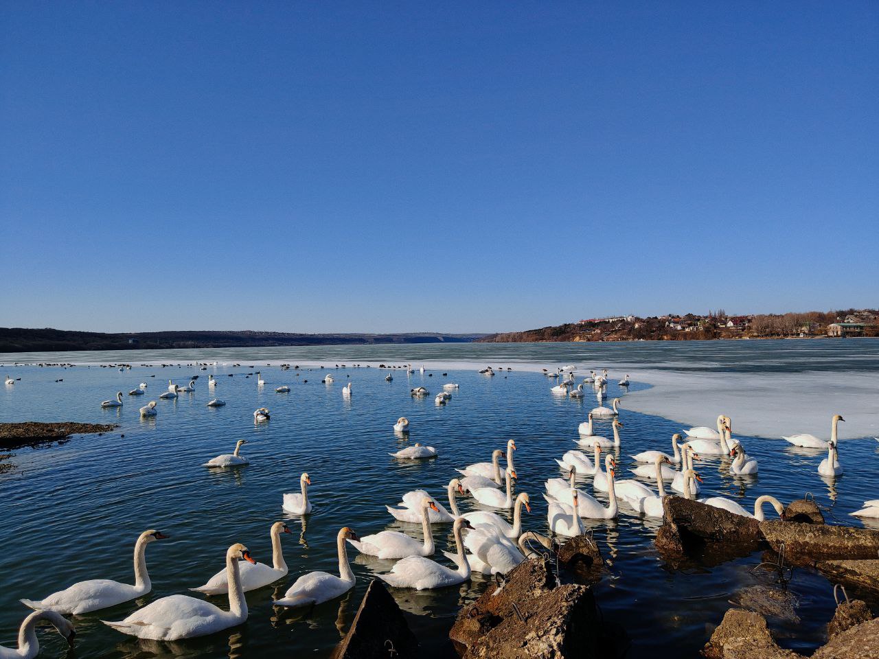 У лебедей своя весна на Дубоссарском водохранилище