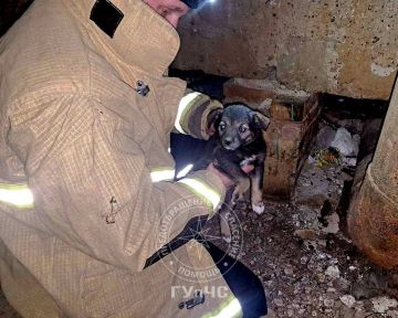 Рыбницкие спасатели помогли щенку