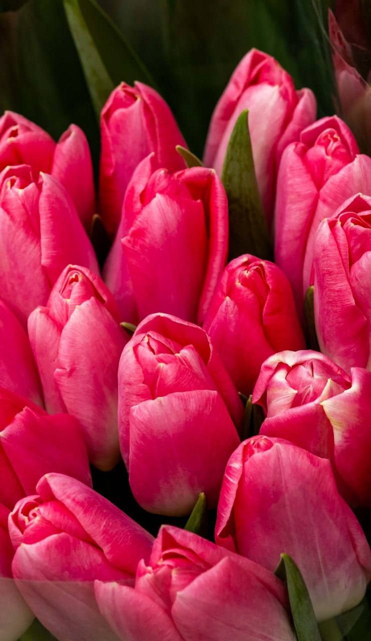 Вот такую красоту сфотографировал на рынке наш фотокорреспондент Виктор Громов: тюльпаны сейчас продают по 25–30 рублей, пионовидные — по 35. Чаще всего покупают розовые и жёлтые, популярны также белые Вот такую красоту сфотографировал на рынке наш фотокорреспондент Виктор Громов: тюльпаны сейчас продают по 25–30 рублей, пионовидные — по 35. Чаще всего покупают розовые и жёлтые, популярны также белые