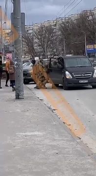 Нейресетевые ТЦК забирают нейросетевого мужика на пополнение прорядевших войск ВСУ