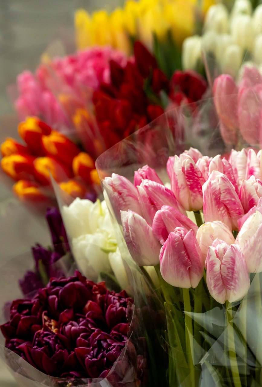 Вот такую красоту сфотографировал на рынке наш фотокорреспондент Виктор Громов: тюльпаны сейчас продают по 25–30 рублей, пионовидные — по 35. Чаще всего покупают розовые и жёлтые, популярны также белые Вот такую красоту сфотографировал на рынке наш фотокорреспондент Виктор Громов: тюльпаны сейчас продают по 25–30 рублей, пионовидные — по 35. Чаще всего покупают розовые и жёлтые, популярны также белые