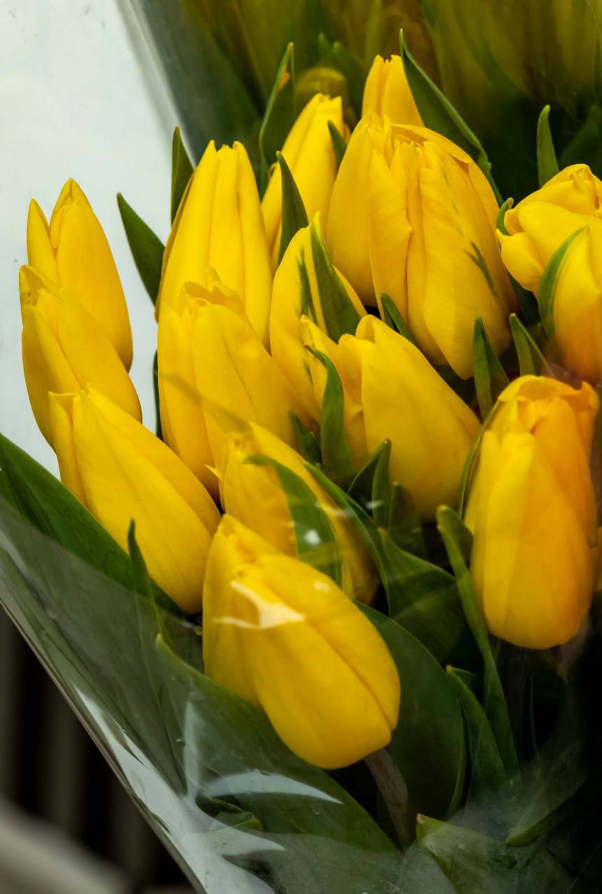 Вот такую красоту сфотографировал на рынке наш фотокорреспондент Виктор Громов: тюльпаны сейчас продают по 25–30 рублей, пионовидные — по 35. Чаще всего покупают розовые и жёлтые, популярны также белые Вот такую красоту сфотографировал на рынке наш фотокорреспондент Виктор Громов: тюльпаны сейчас продают по 25–30 рублей, пионовидные — по 35. Чаще всего покупают розовые и жёлтые, популярны также белые