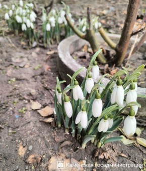 ����������� ������������ �� ������ �������������