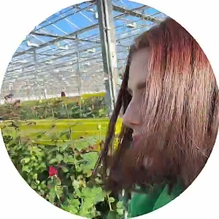 Миллион алых роз нашёл наш корреспондент в тепличном комплексе в Тирасполе