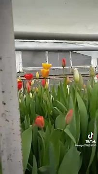 ��� ���������� ������, ������� ����������, ������� �������� �������� � ����� �������