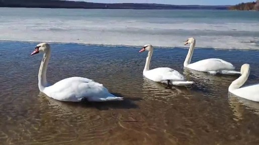 ������ �� ������ ������� � ���������� ��� ��������� ���� ��� ����