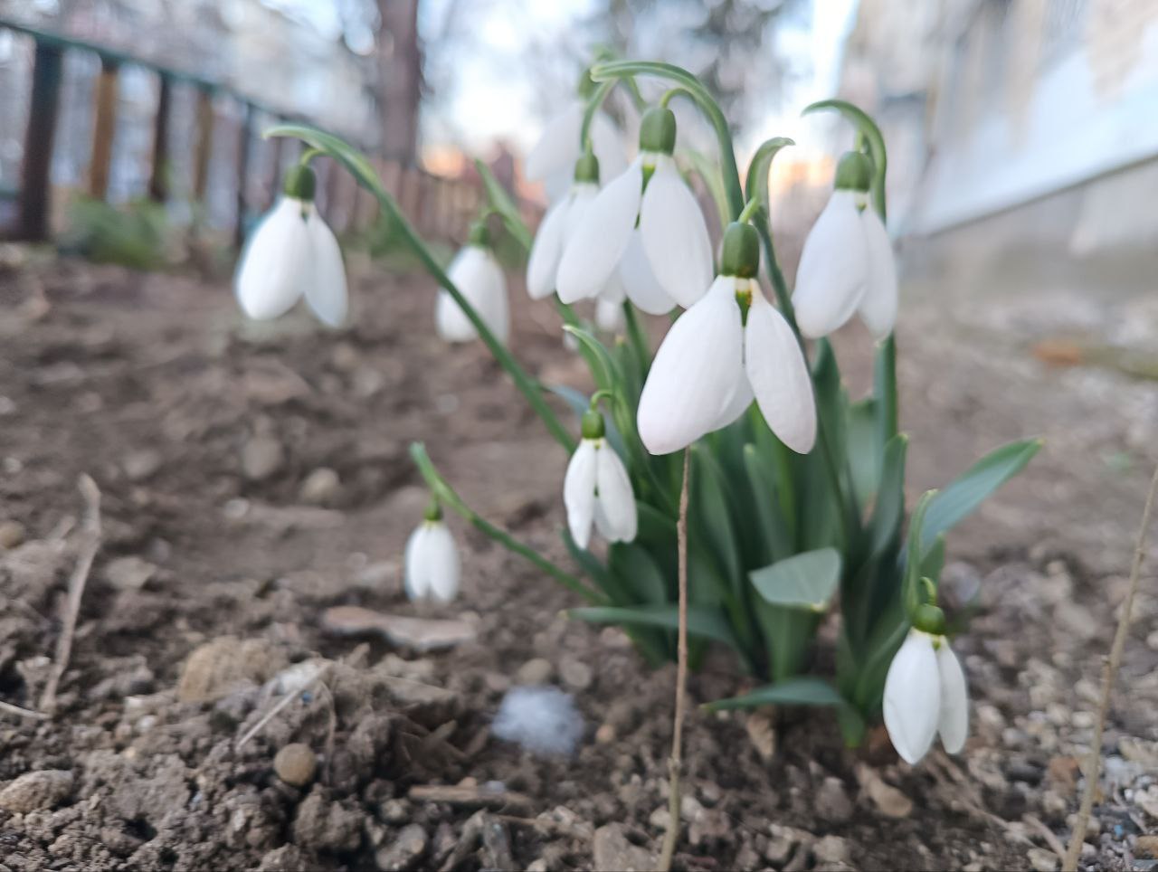 9 марта ожидается переменная облачность, без осадков