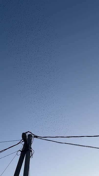 Тысячи скворцов вернулись из Африки