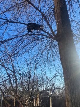 ����� ������, ���� ���������