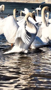 ����������� ������ �������� �� ���������� ����� ������������� �������������