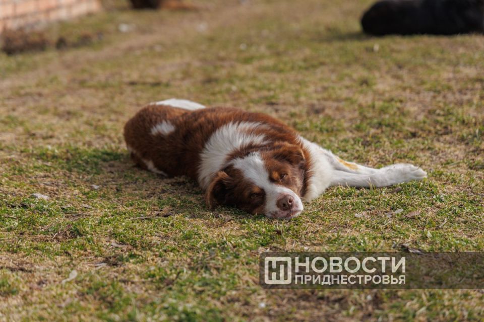 Март и дальше будет радовать нас солнцем и теплом, обещает главный приднестровский синоптик Виталий Кольвенко