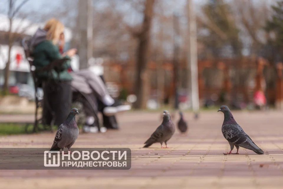 Самым контрастным месяцем по температурам в Приднестровье считается февраль, но и март здесь тоже может удивить