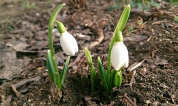 ���������� � ����������