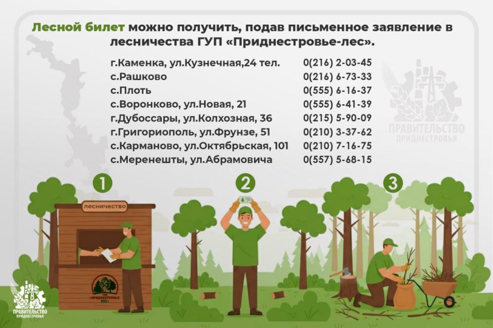 Как законно собрать валежник — напоминаем правила заготовки дров