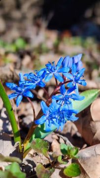 ������ ���������� ��������� ����� �����