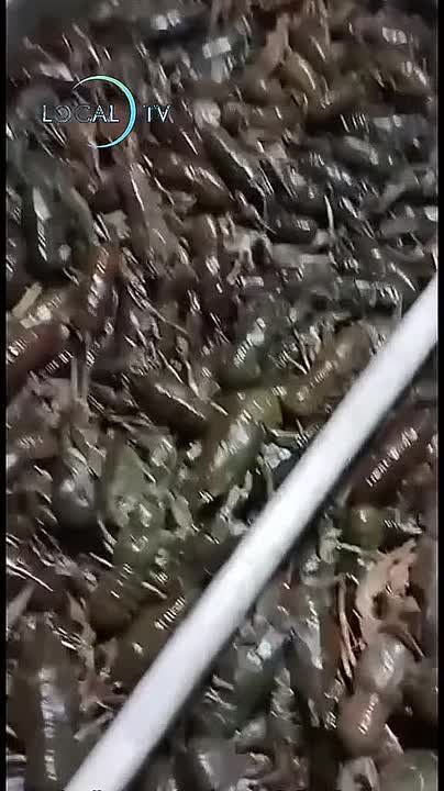 Молдова Вадул-луй-Водэ сегодня: у воды заметили раков, которые массово выбираются на берег и буквально спасаются бегством из Днестра