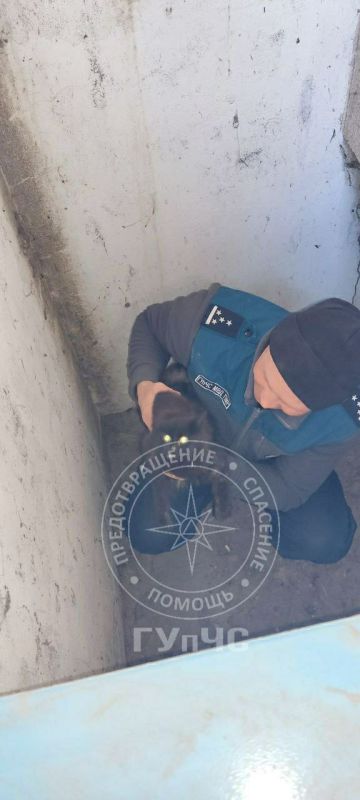 На выходных спасатели помогли животным На выходных спасатели помогли животным