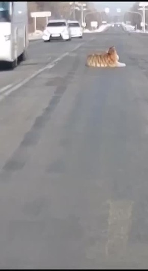 ���� �������� �������� �� ������ � ����������� ����