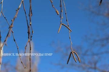 Доброго утра!. Прогноз погоды на сегодня, 17 марта
