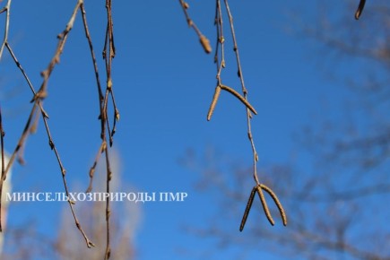 Доброго утра!. Прогноз погоды на сегодня, 17 марта