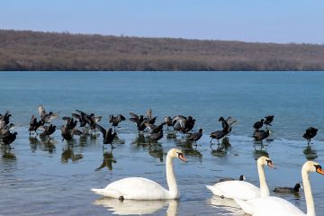 � �������� �������� �������� ����������������� ������� �� ������� � ��������: ���������� ���� ��� ������������� �������������� � ��������������� ��������