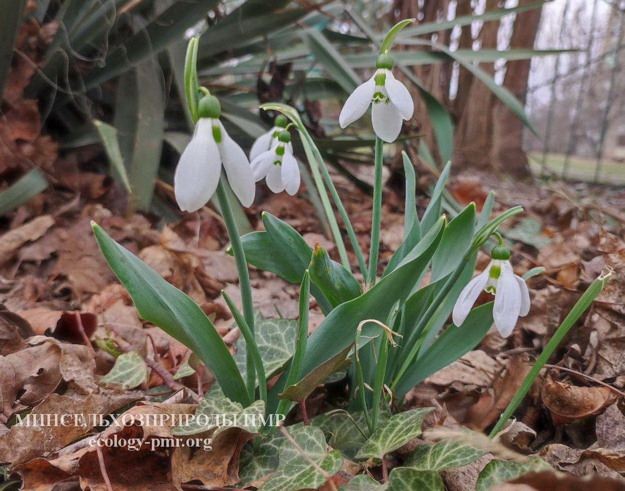 В этом году март в Приднестровье проходит практически без осадков