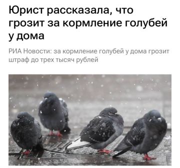 За кормление голубей россиян будут штрафовать на 3000, предупреждают юристы