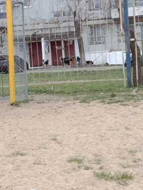 Тирасполь. Полный двор собак красные казармы Космонавтов 2/2,спать не возможно постоянный лай ,собаки агрессивные ,кормит их одна бабуля и ей бесполезно говорить перестать это делать ,вчера накинулись на ребенка собак 10-14...
