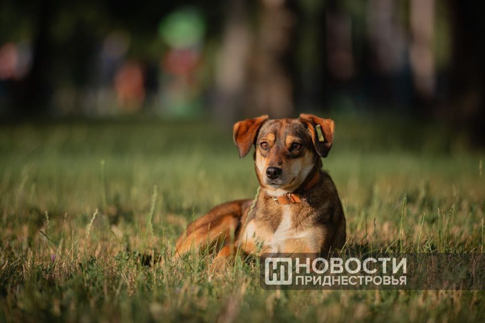 Почти 400 предложений поступило в Верховный Совет ПМР к законопроекту «Об ответственном обращении с собаками»