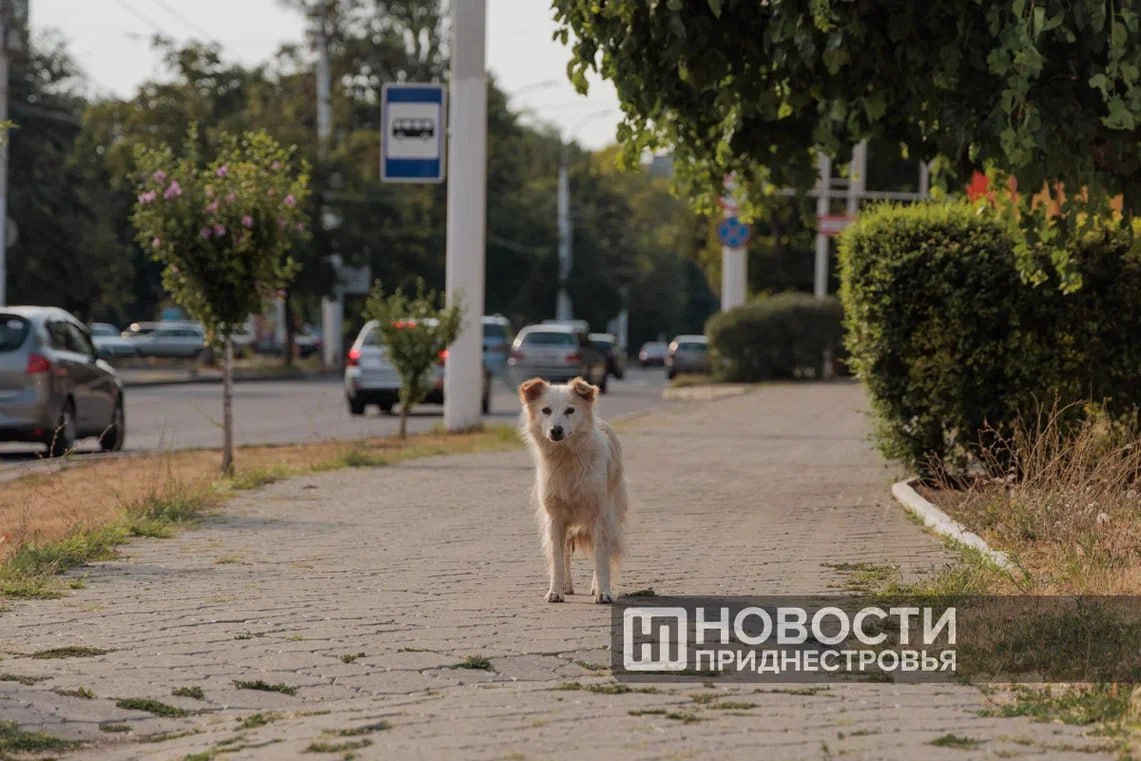 Законопроект «Об ответственном обращении с собаками» подготовили ко второму чтению в Верховном Совете
