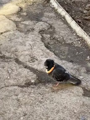 ���� �������: ��� ����� ����� �� �����������