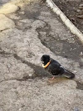 ���� �������: ��� ����� ����� �� �����������