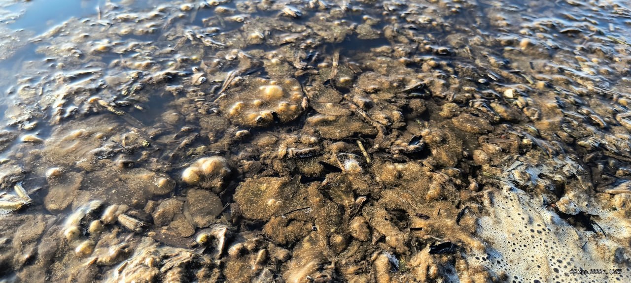 В Дубоссарах на Днестре у пляжа возле ГЭС появились странные пятна В Дубоссарах на Днестре у пляжа возле ГЭС появились странные пятна