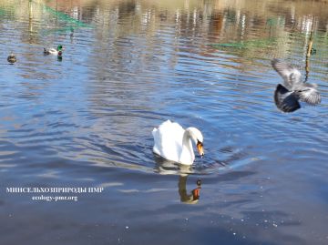 ������� ����!. ������� ������ �� �������, 26 �����