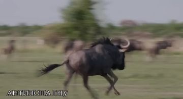 ������� � ����� ������� ����? ������? ������?� ��������� � ��������� ��������: