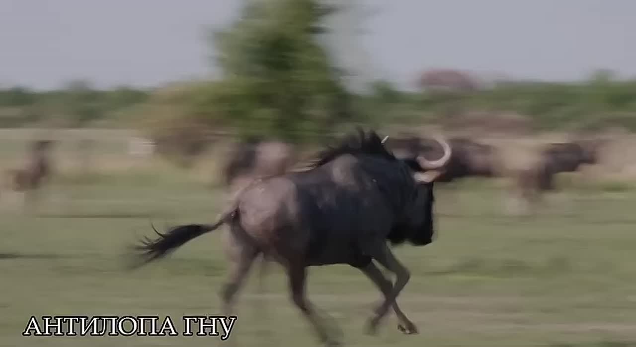 Сегодня в новом выпуске «Что? Откуда? Почему?» поговорим о необычных животных: