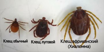 ������������ �����-�������, ������� ���������� ����� �����, �������� � ������