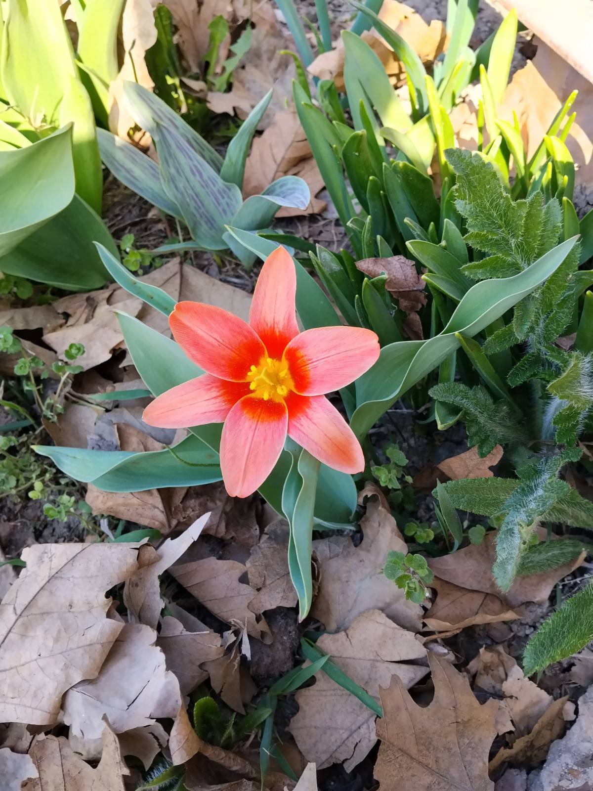 Приднестровские садоводы делятся фото первых тюльпанов