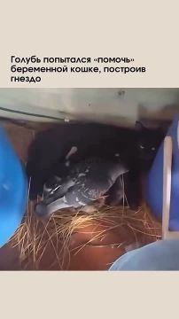 Голубь строит гнездо вокруг беременной кошки