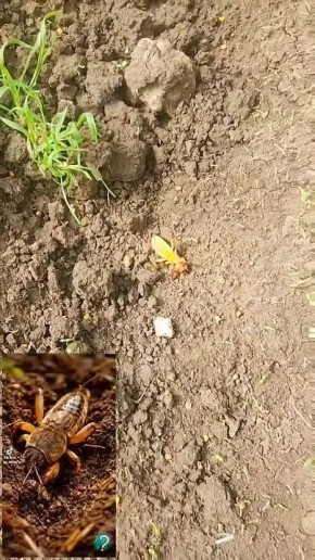 ����������� ������ ������ � ���������