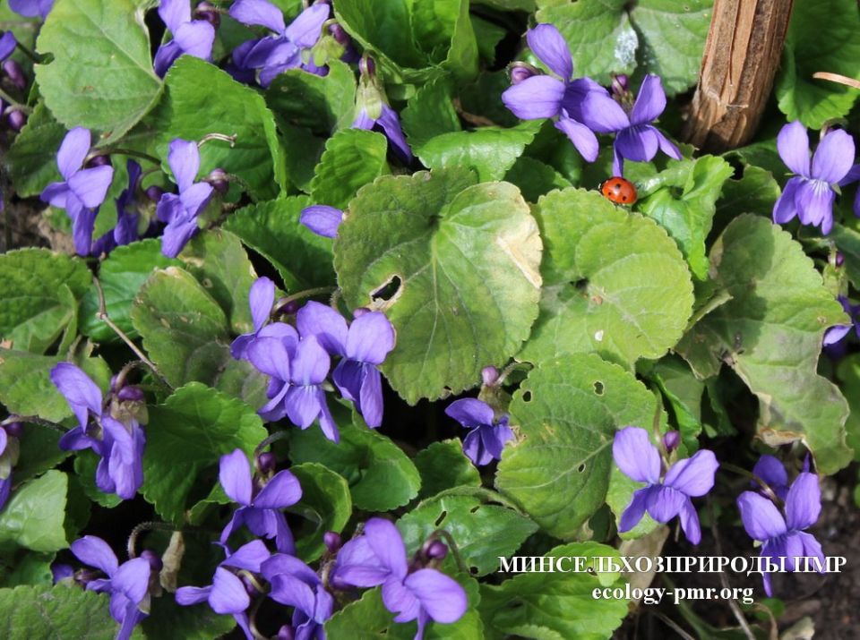 ������� ����!. ������� ������ �� �������, 1 ������