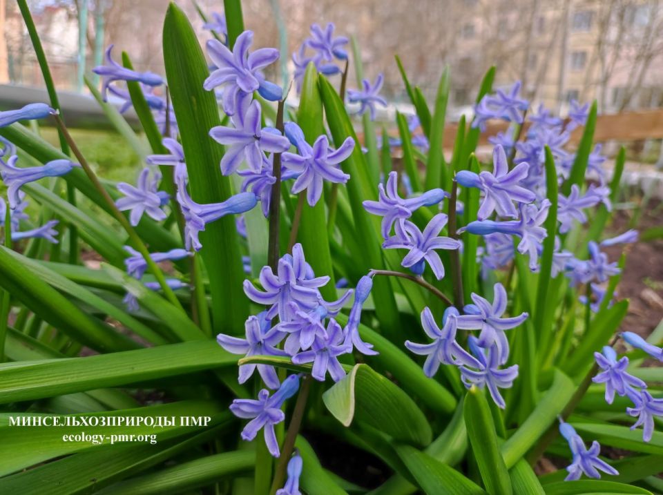 ������� ����!. ������� ������ �� �������, 3 ������