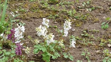 5 апреля ожидается переменная облачность, без осадков