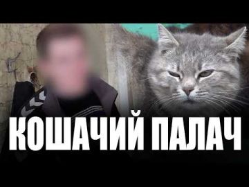 В Тирасполе 21-летний Илья убивал своих питомцев и выбрасывал их на крышу магазина