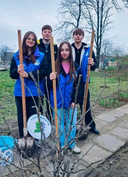 Акцию «Сад памяти» подхватили «Волонтёры Победы» дубоссарской школы № 2. Там высадили более 20 саженцев акации, дуба, вяза и сирени