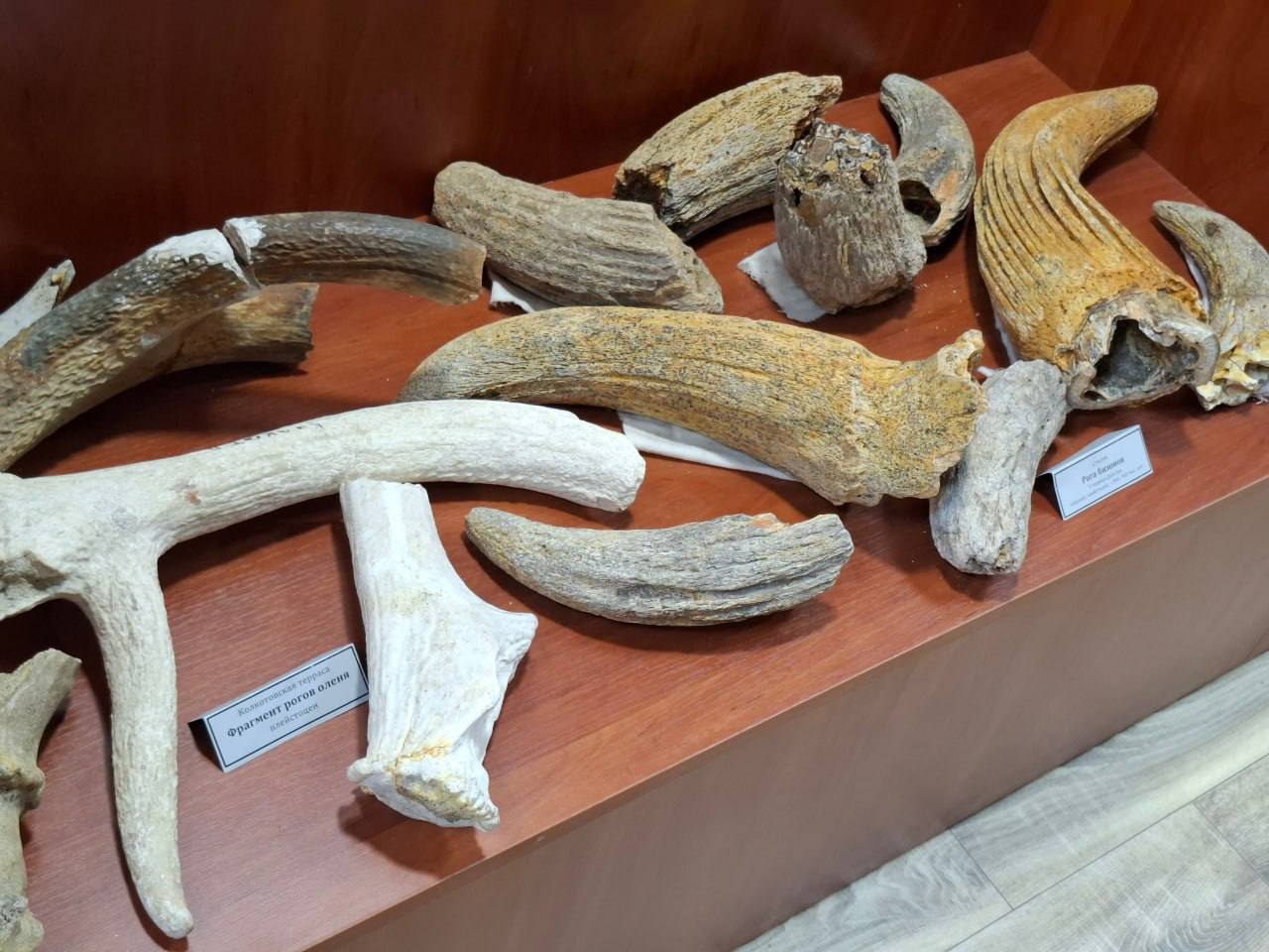 В прошлом году в ПГУ им. Т.Г. Шевченко открылся Палеонтологический музей В прошлом году в ПГУ им. Т.Г. Шевченко открылся Палеонтологический музей