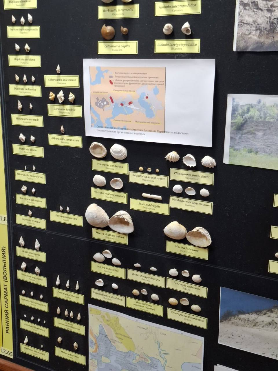 В прошлом году в ПГУ им. Т.Г. Шевченко открылся Палеонтологический музей В прошлом году в ПГУ им. Т.Г. Шевченко открылся Палеонтологический музей