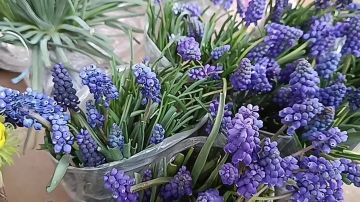 Видео от подписчика. Цветочная палитра весны — от первых пушистых веточек вербы до ярких нарциссов, солнечных бархатцев и нежных петуний